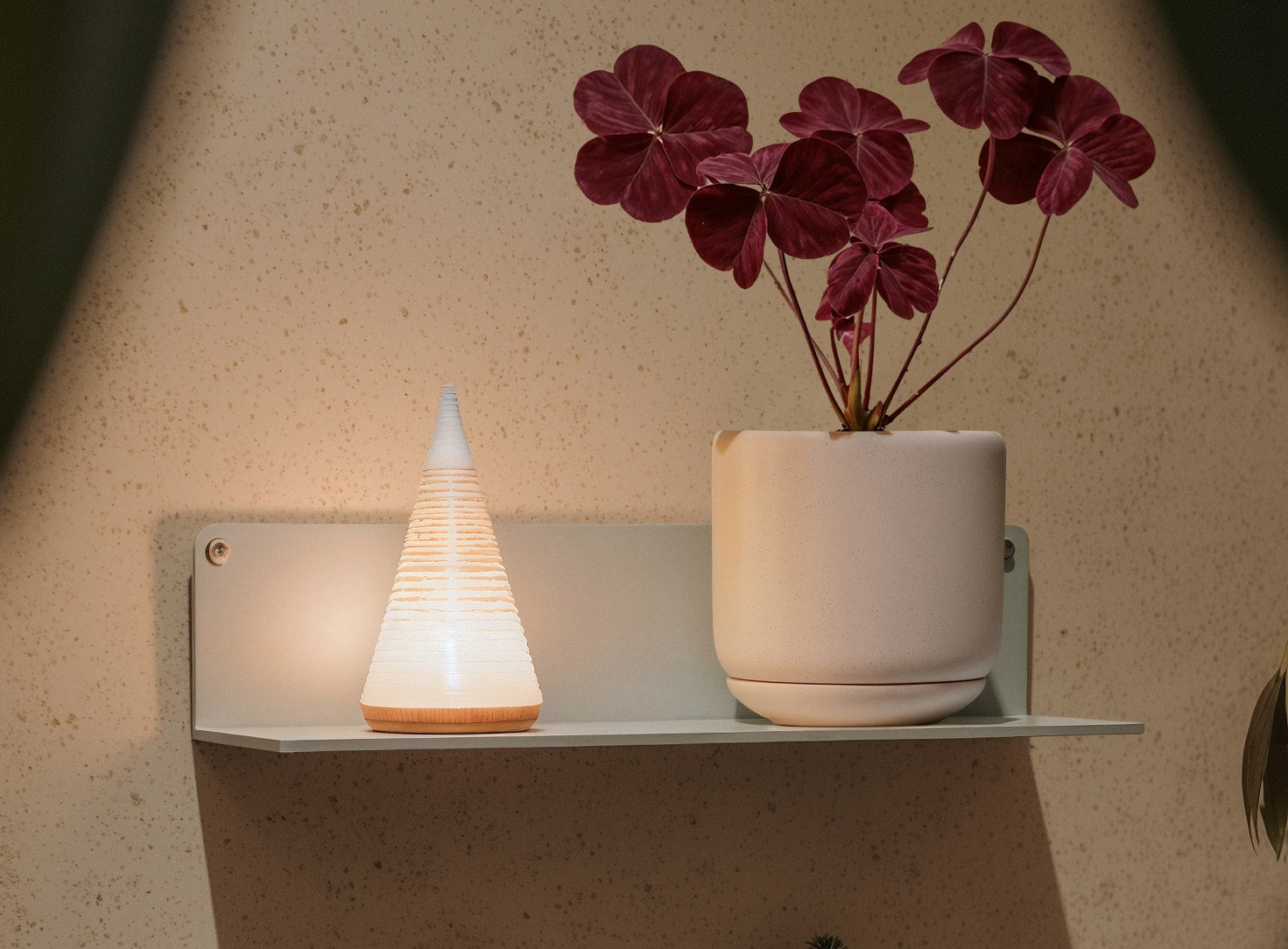 5 Potted Plants That Make Your Space Feel Cozy