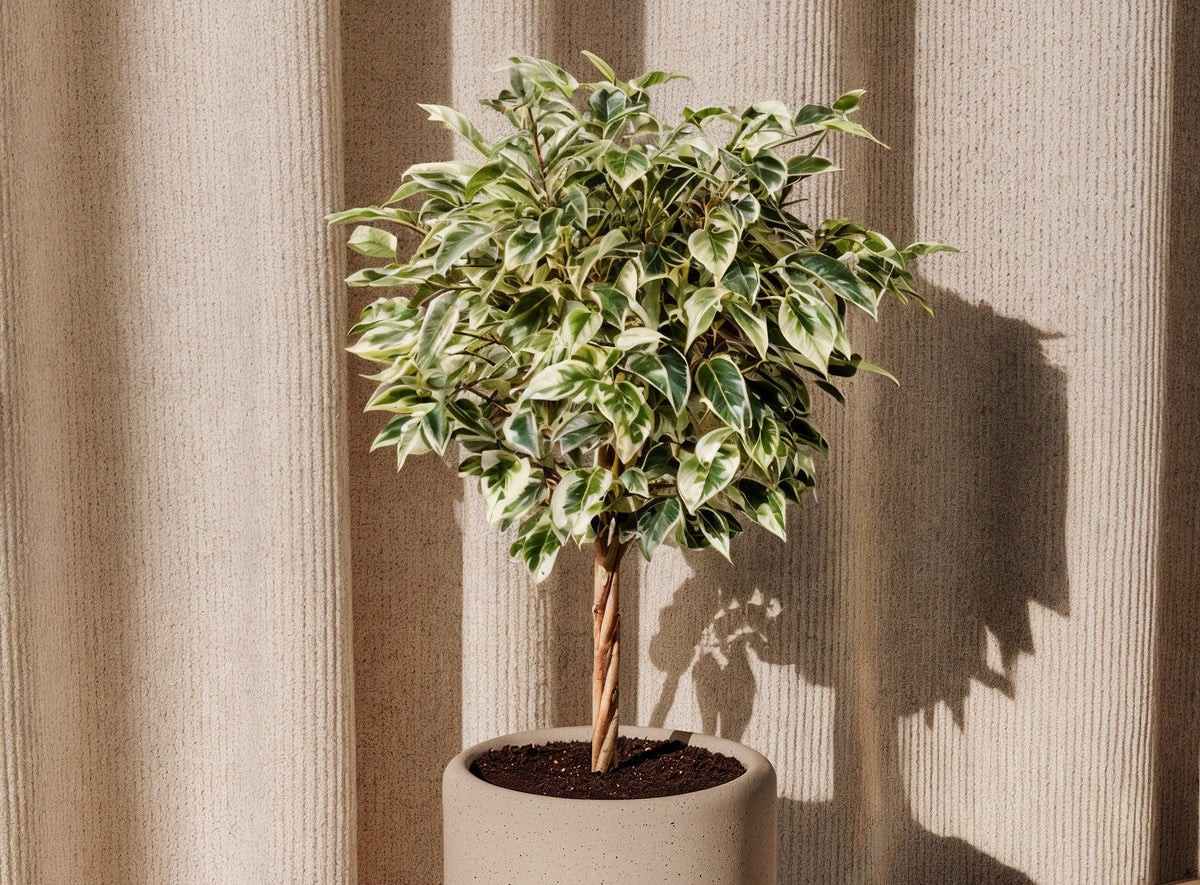 How to Group Planters by Color, Size, and Plant Type