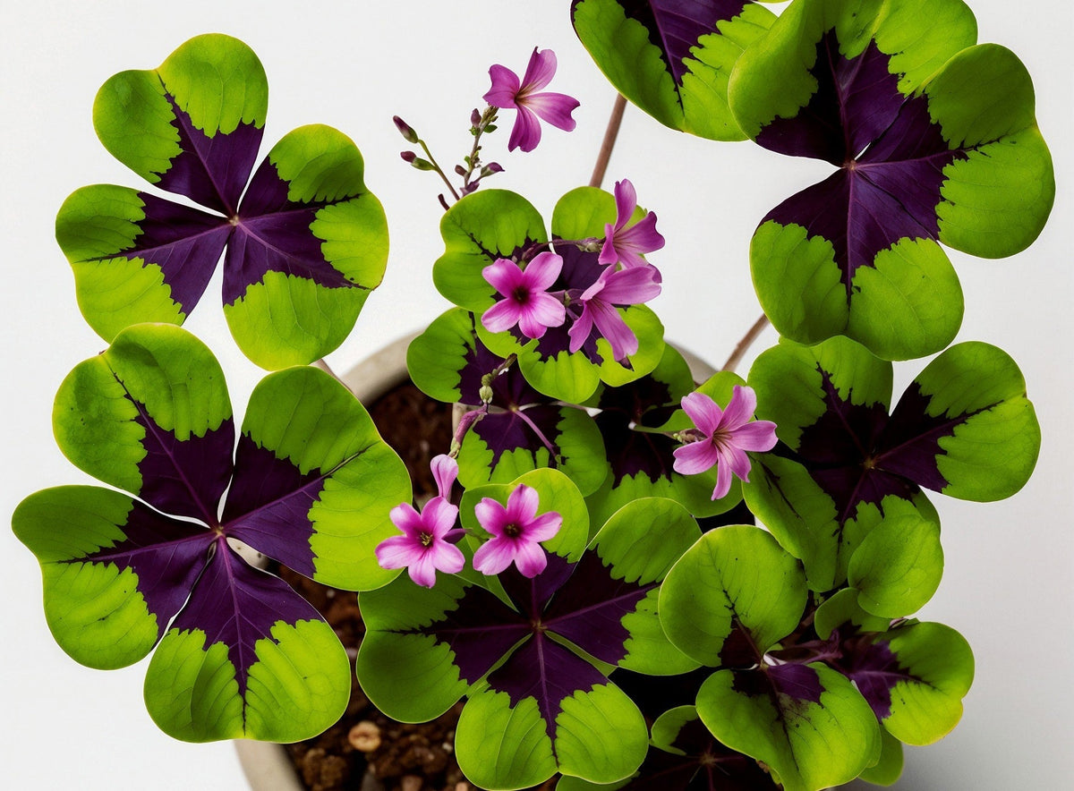 Decorating Your Space with Potted Plants