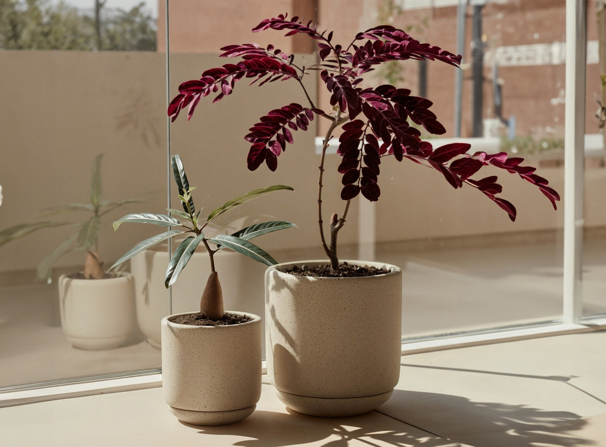 The Benefits of Having Potted Plants at Home
