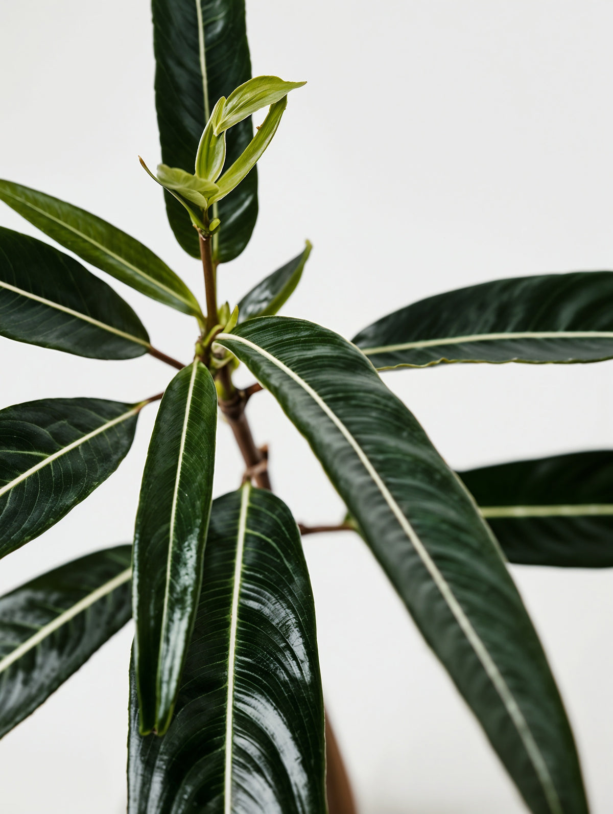 Desert Rose Plant-2