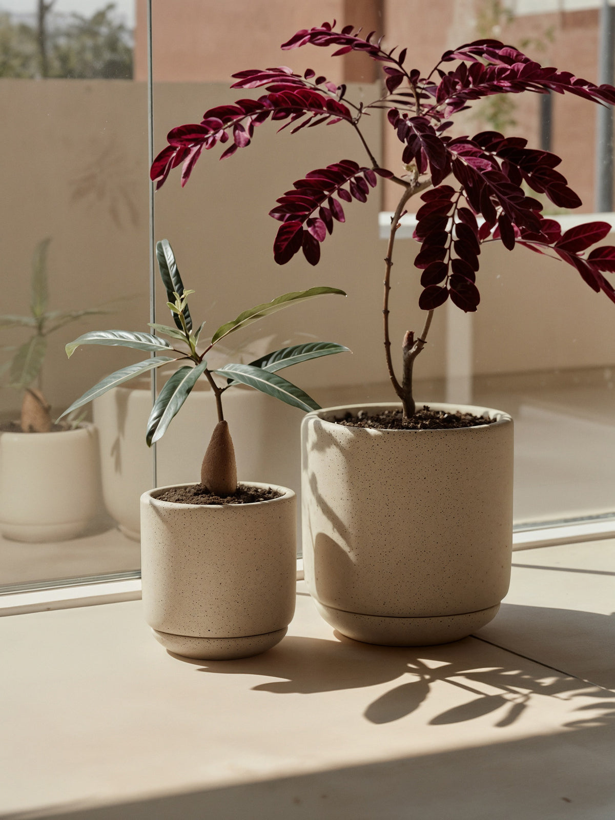 Desert Rose Plant-3