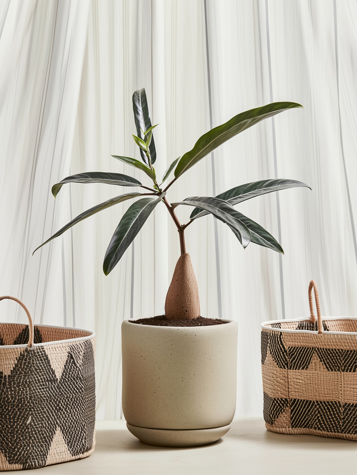 Desert Rose Plant-4