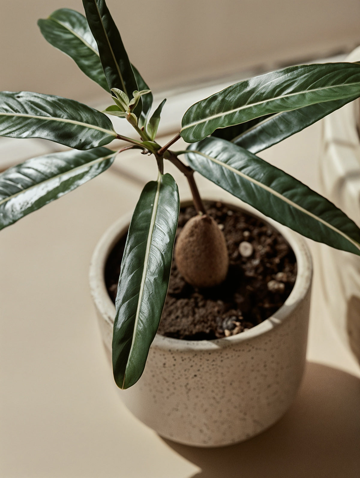 Desert Rose Plant-5