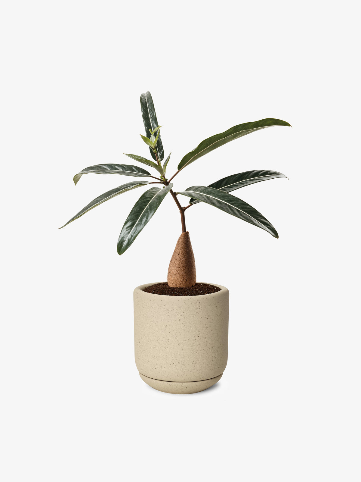Desert Rose Plant-1
